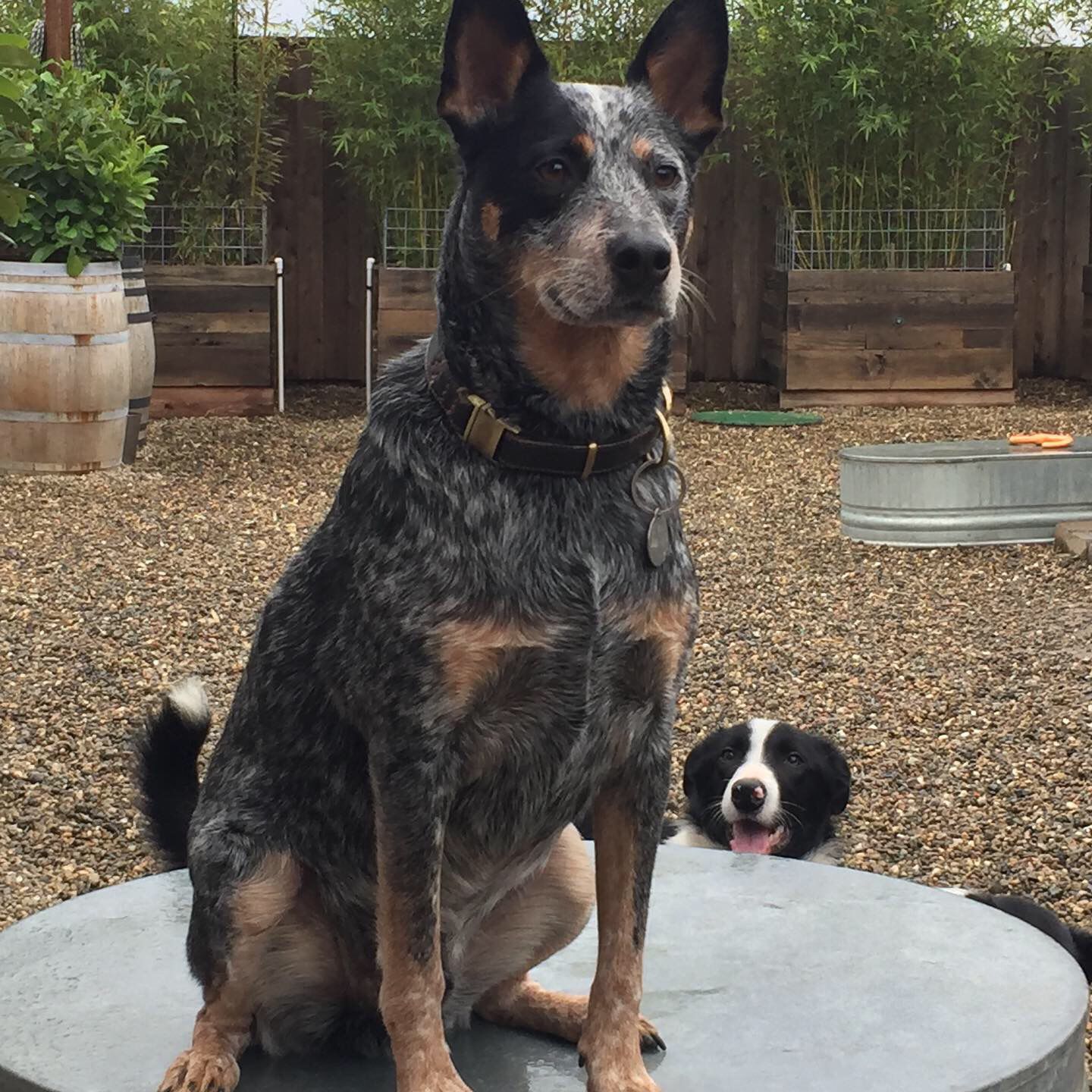 Ajax